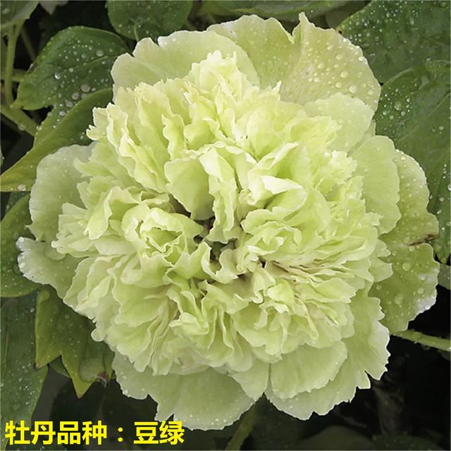 美丽的花中之王牡丹，被国人视为花中之王的牡丹品种