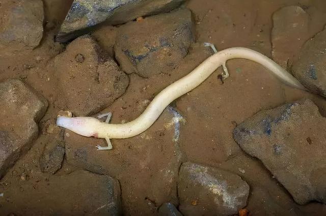 世界上最懒的动物，世界上唯一懒的动物（可7年不吃不喝不运动）