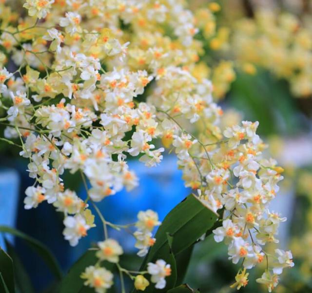 好养的室内植物文心兰，家里养盆文心兰