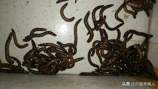 黄粉虫养殖技术，养黄粉虫的正确方法是什么（给观赏鱼投喂黄粉虫有何注意事项）