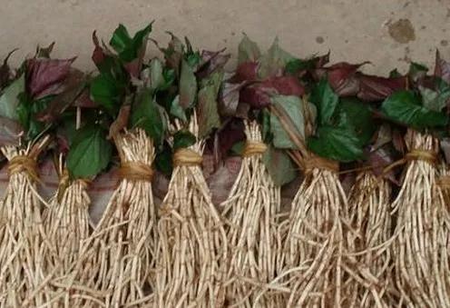 儿菜的食用方法，儿菜怎么吃这8种四川人冬季最爱的蔬菜