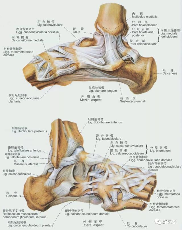 韧带结构图详解，90条韧带的精细解剖