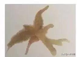 牡丹花头的画法对照表，写意牡丹花头的各种画法