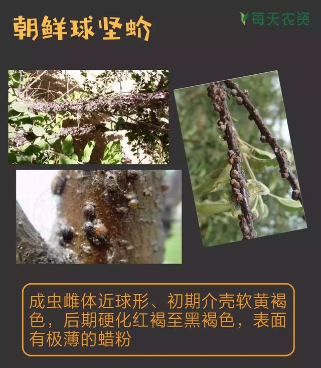 常见蚧类害虫汇总，蚧虫类虫害