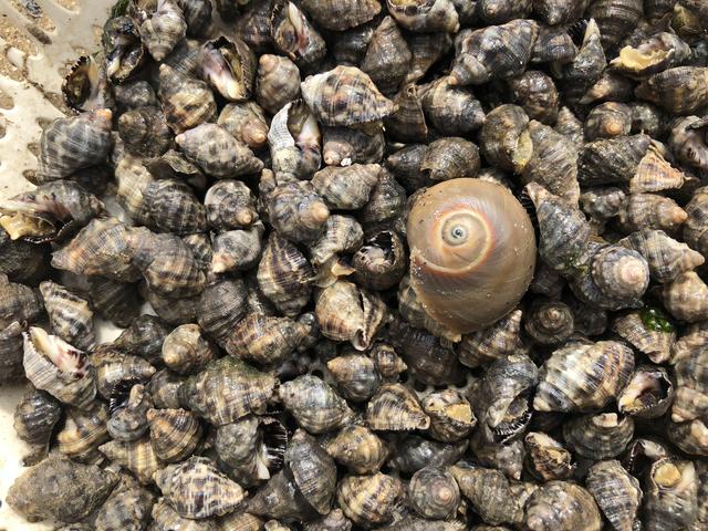 赶海捡回来的小海螺怎么养，实地分享赶海经验