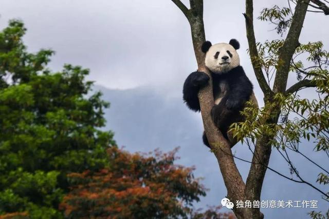 怎样绘画熊猫，周少简单6步零基础教你们画功夫熊猫