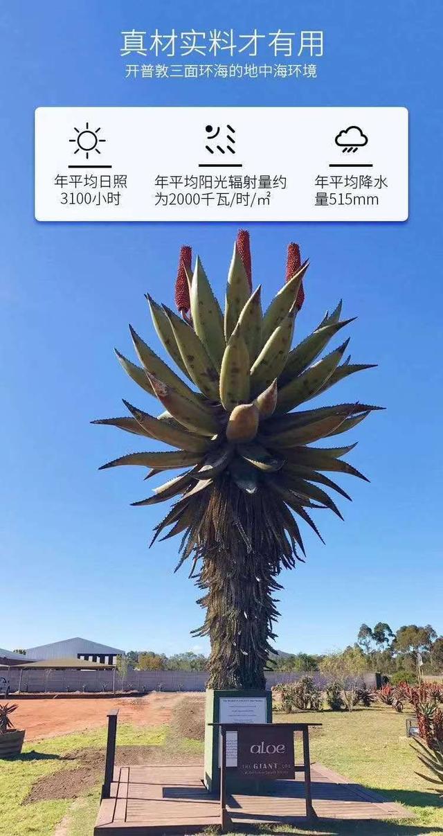 芦荟胶是真的还是假的，你还在被本土和韩国芦荟胶