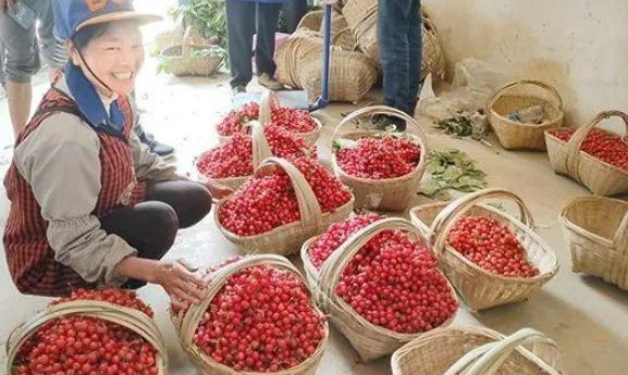 最甜的樱桃品种是哪几种，全球极具潜力的十个甜樱桃品种