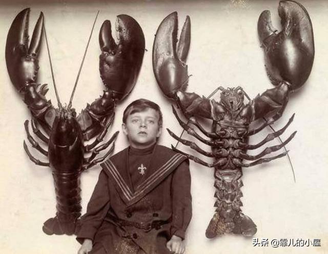 远古时代巨型龙虾，永葆青春真的不再是神话