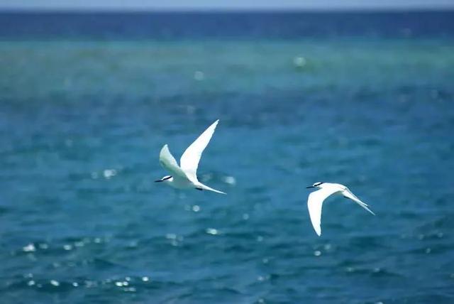 高尔基的海燕朗诵，名家朗诵高尔基海燕的