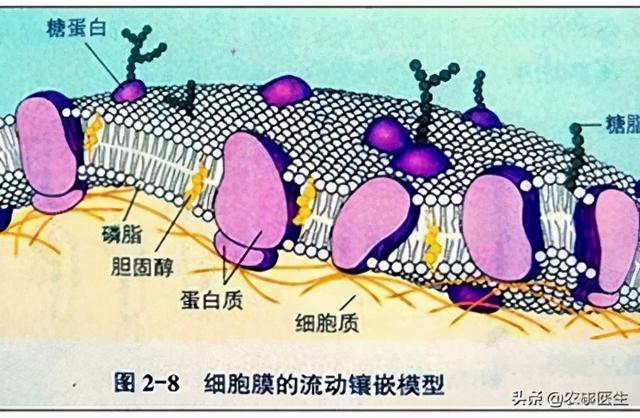 哪些可以做抗冻剂，扒一扒市面上卖的植物抗冻剂