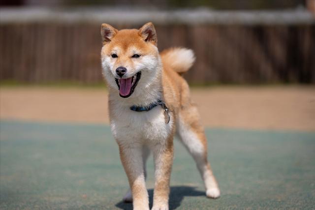 柴犬的优点和缺点，柴犬有什么缺点和不好的