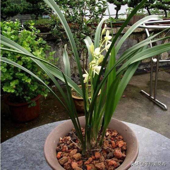 兰花不开花抓住2个，兰花怎么开花快速爆盆