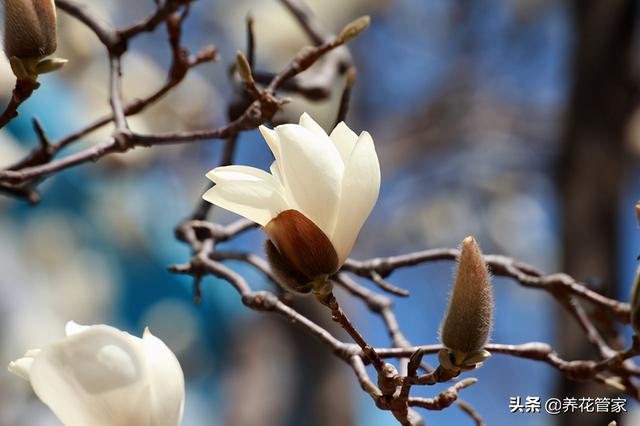 美丽漂亮的白玉兰，分享图片——最漂亮的玉兰花集