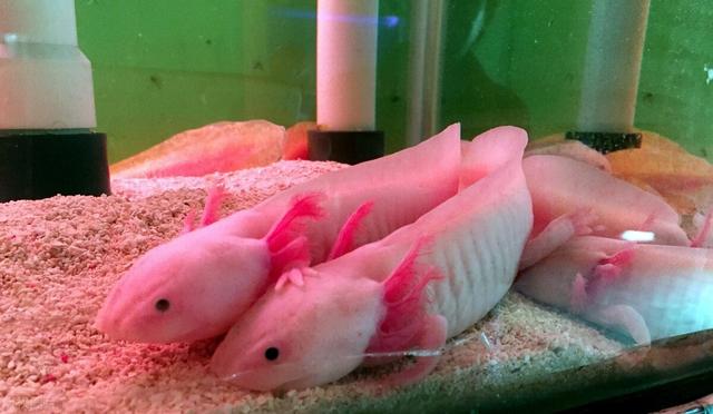 逼格高的热带鱼，10种最有异国情调的热带鱼