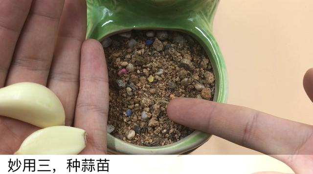 大蒜如何加速发芽，促使大蒜快速发芽