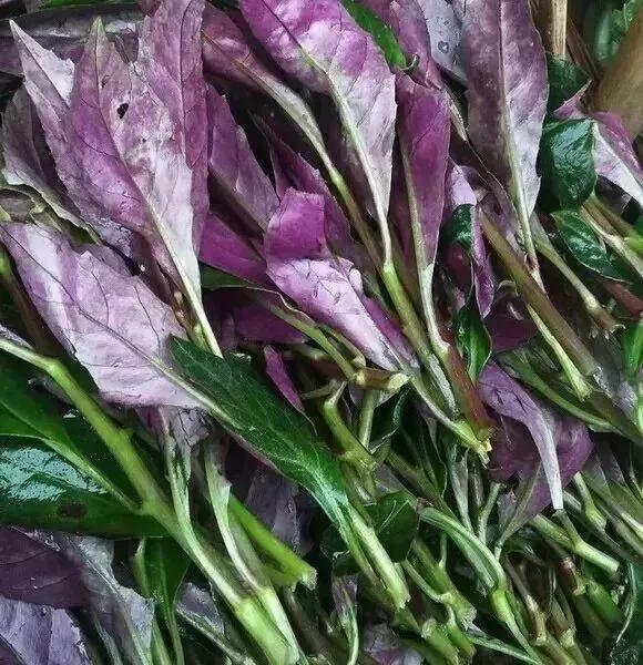 儿菜的食用方法，儿菜怎么吃这8种四川人冬季最爱的蔬菜