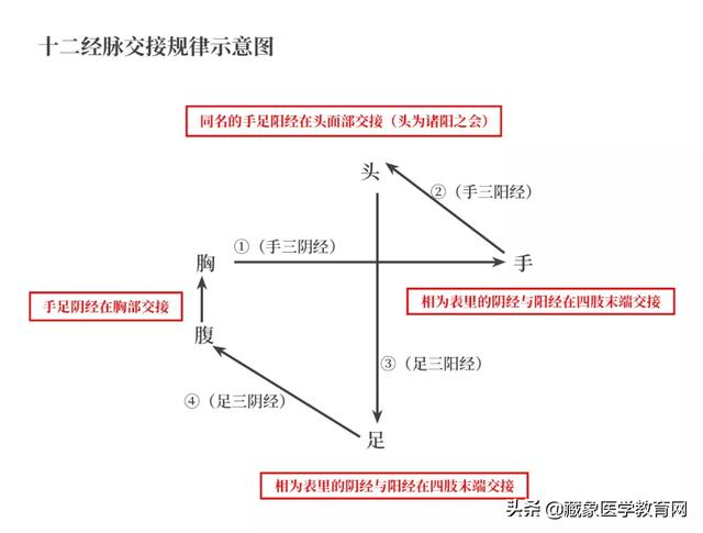 十二经络循行路线，十二经脉循行走向与交接规律图解（<十分钟教你终生不忘）