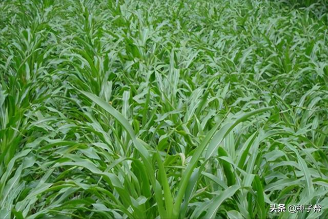墨西哥玉米草缺点，墨西哥玉米草种植管理技术（墨西哥玉米草亩产3万公斤）