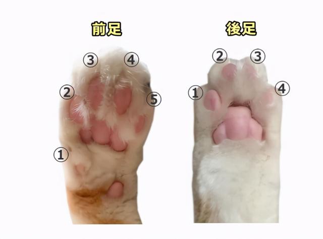 如何从猫咪的肉垫看出性格，猫咪的肉垫形状