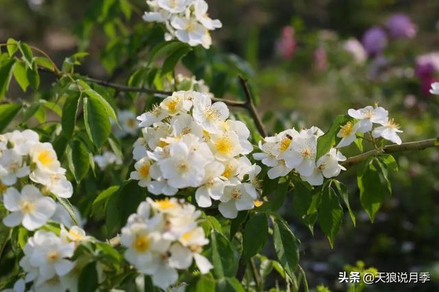 蔷薇月季的优缺点，家里来盆蔷薇花