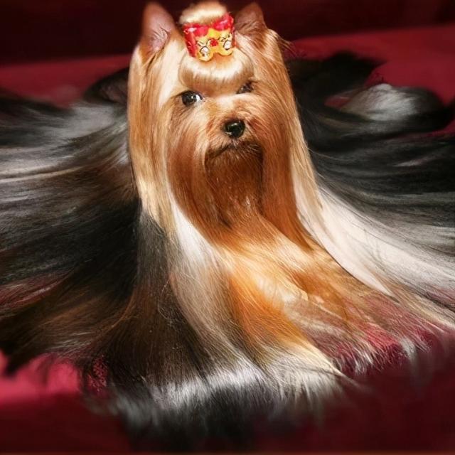  不掉毛的狗狗品种，建议新手养的10种狗不掉毛（让撸狗者走上人生巅峰）