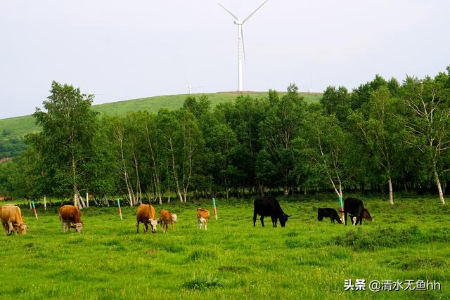 京北第一天路草原最佳游览，你在千松坝御风自驾