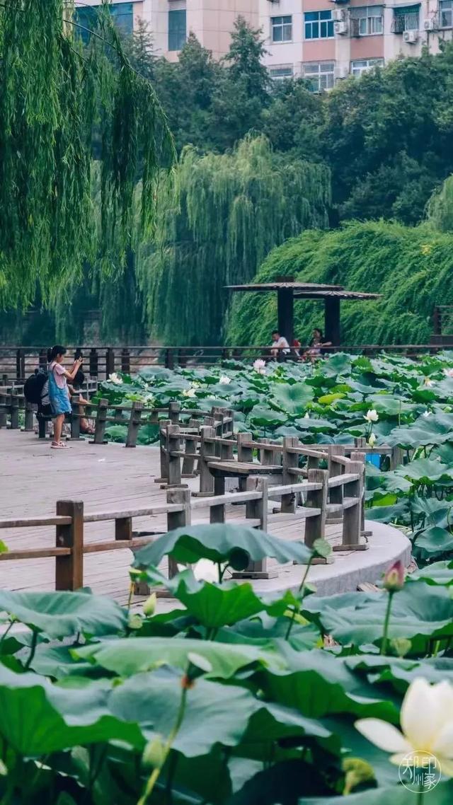 郑州周边免费景点，郑州最近免费旅游景点大全（不出郑州的8个赏花遛娃地）