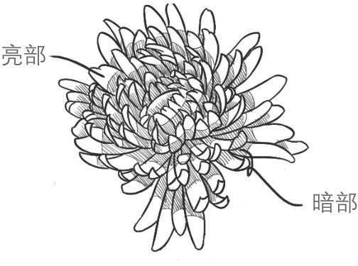 菊花的初学画法，适合零基础学习的菊花三种画法教程