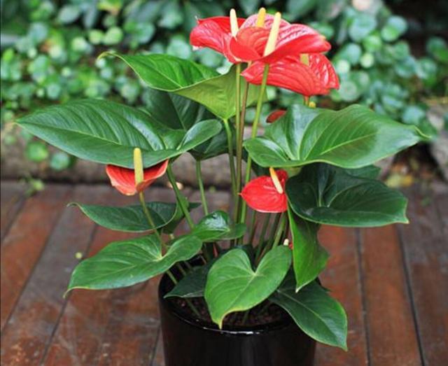 耐阴最好养的花卉，这30种耐阴花