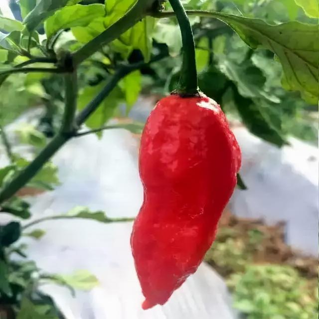 工业辣椒辣椒界的战狼，线辣椒性能