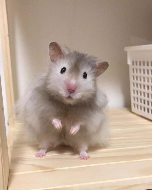 小仓鼠怎么喝水，小仓鼠不知道怎么喝水该怎么办（会严重影响仓鼠的健康）