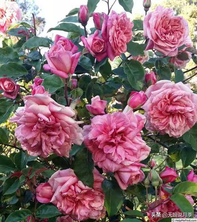 颜值高花期长的月季，七种优秀盆栽月季