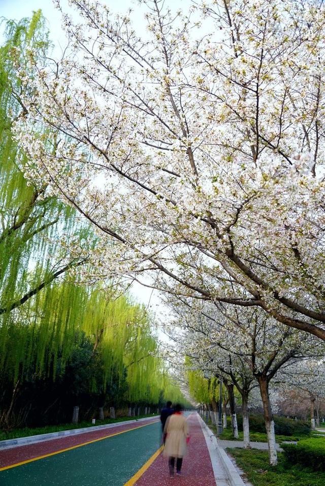 洛阳樱花道旅游攻略，樱花大道游人流连忘返