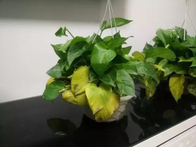 绿萝叶子发黄怎么办，绿萝叶子发黄怎么办最简单的方法