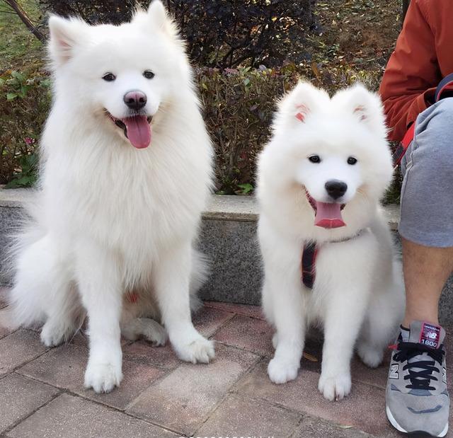 可爱聪明又调皮的狗狗排行榜，前5位最“聪明”的狗狗