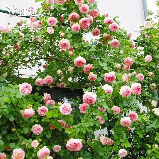 园艺批发市场，这个园艺市场本周末放大招