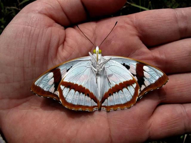 最常见的蝴蝶有哪几种，夏日赏蝶正当时