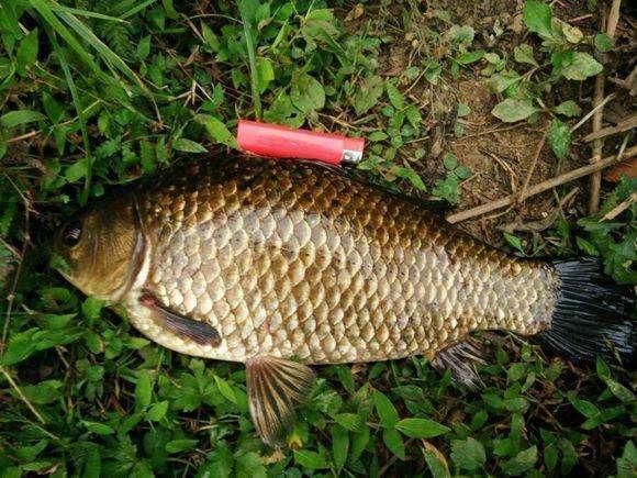 朝天钩的优缺点，朝天钩钓鲫鱼好用吗