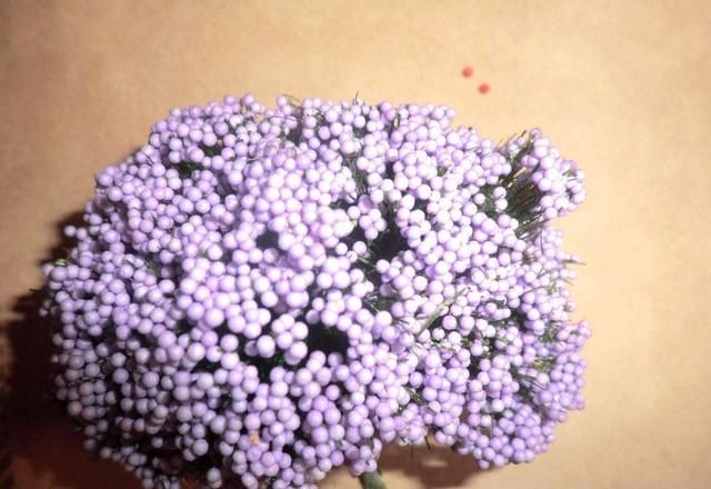 满天星的养殖方法，满天星养护方法大全（满天星的六种养护方法）