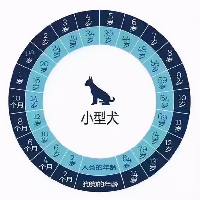 比熊是几个月成犬，如何判断比熊老了没