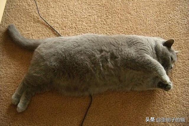 肥胖出丑(肥胖汗臭味怎么办)