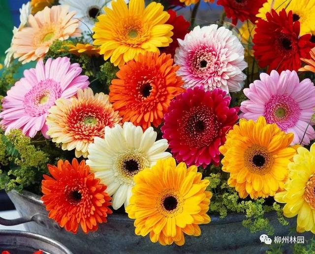 父亲节应该用什么花，推荐几款适合送给父亲的花