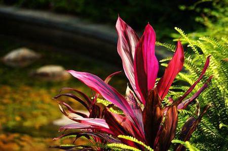 观赏性高的会开花的树，18种紫红色叶片的树木