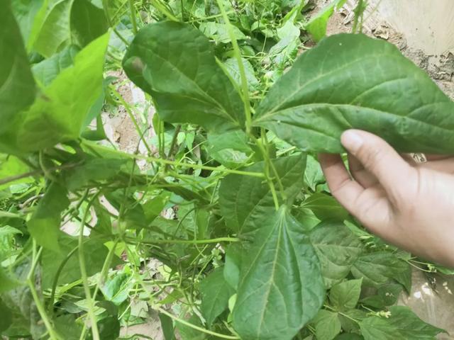 蓟马，蓟马为什么这么防治