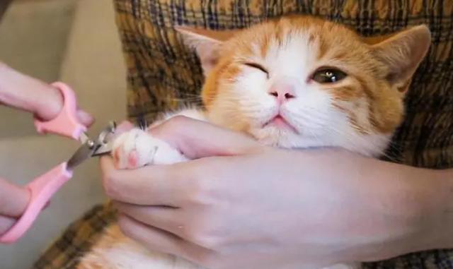 猫咪最害怕的是什么东西，家里的猫咪最害怕这些