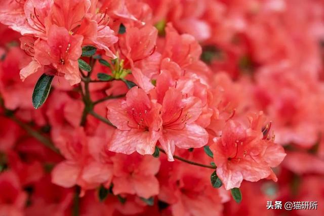 养猫可以养什么花，养猫需要买什么花