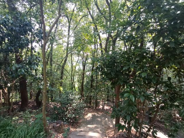 长沙市内十大公园，长沙本地人告诉你这10个地方不能少