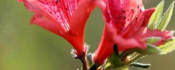 杜鹃花耐寒吗，你只需做好这几点