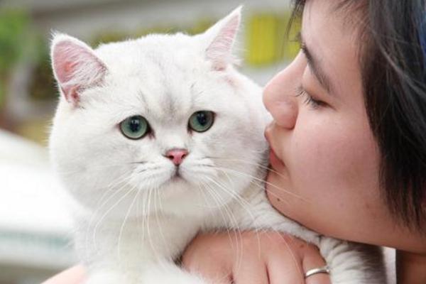 吸猫最正确的方法，现在吸猫一族越来越多